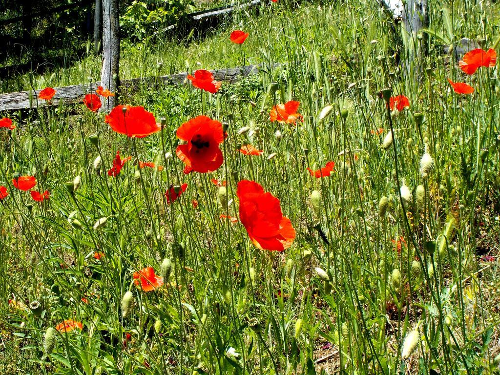 Cascina Ciosse B&B Grognardo Exteriör bild